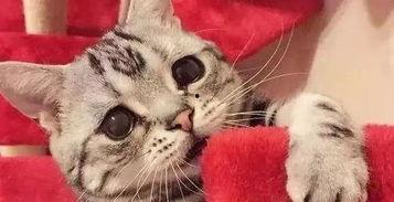 娱乐吃瓜酱男朋友不如猫,揭秘娱乐圈中的“喵星人”魅力