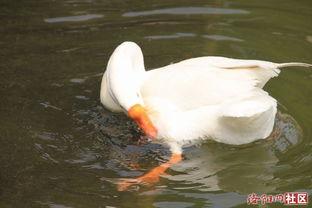 娱乐吃瓜鹅鸭视频